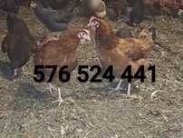 Kury Rosa Leghorn Dominant Lohman Greenshel