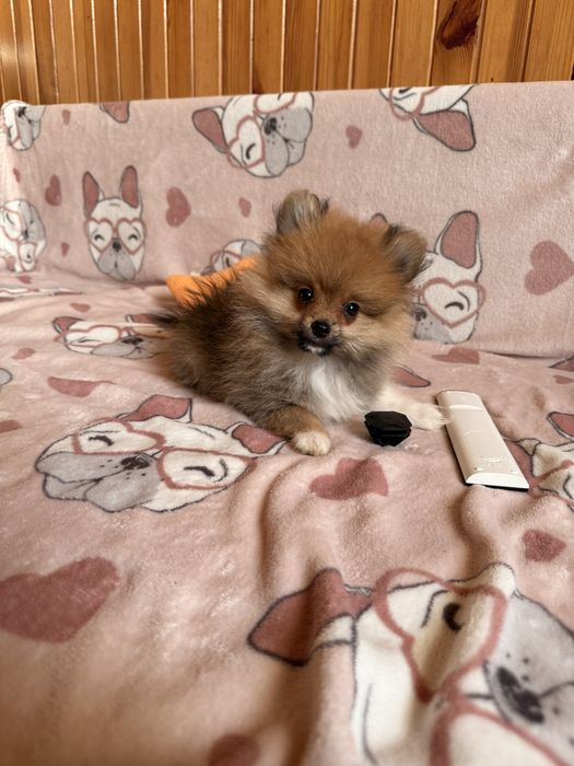 Szpic miniaturowy pomeranian
