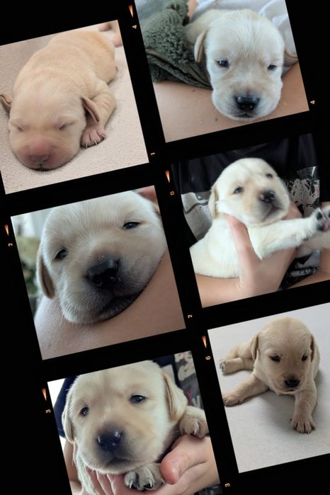 Labrador Retriever – biszkoptowy (suczka) szczeniak z rodowodem