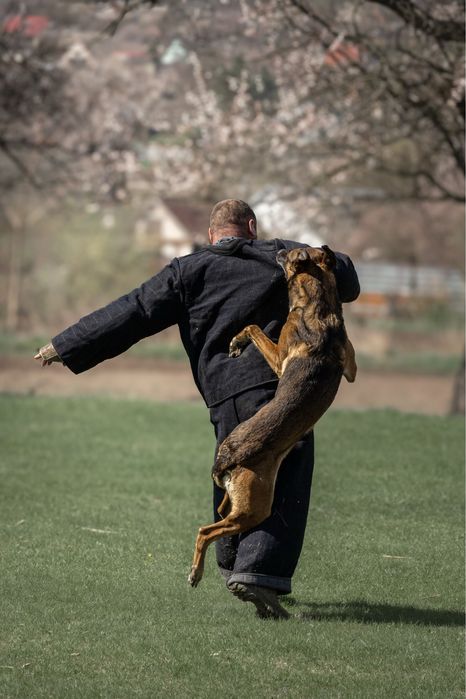 Дрессировка собак Днепр/K-9 Aus Sursko-Litovsk