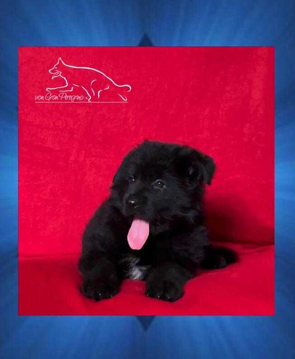 Owczarek niemiecki czarny