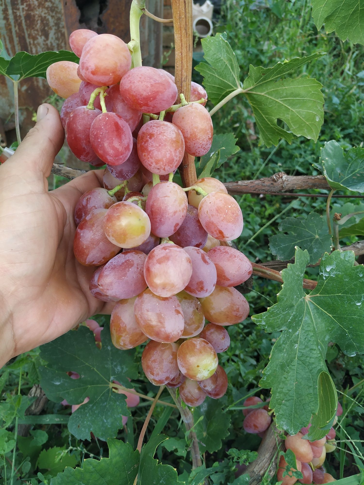 Черенки столового винограду