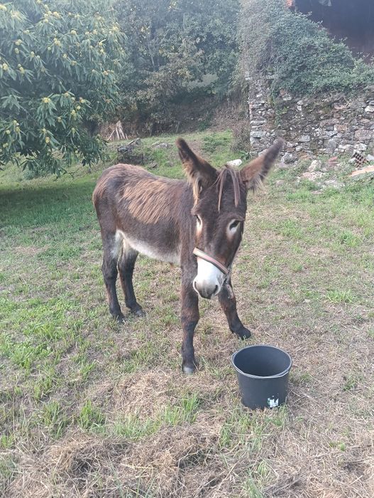 Burro manso Mirandes
