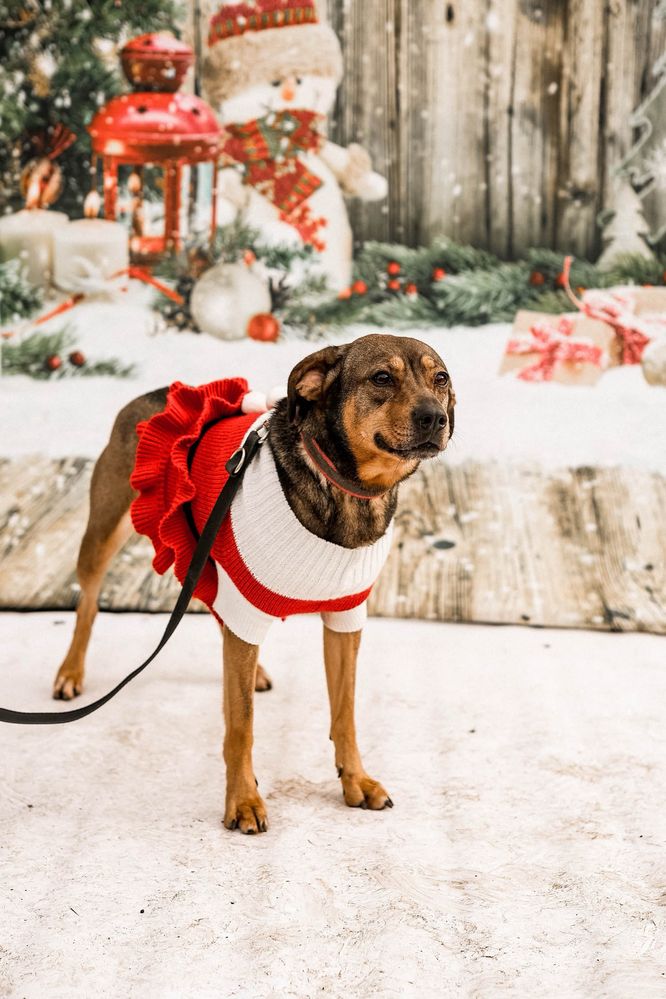 Hera - przyjazna suczka do adopcji