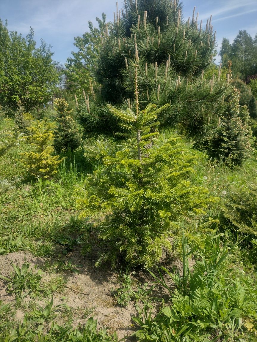 Piękna jodła koreańska do ogrodu - fioletowe szyszki z EKO plantacji