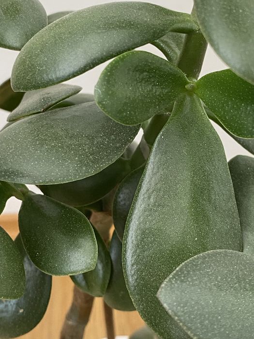 Грошове дерево 70 см