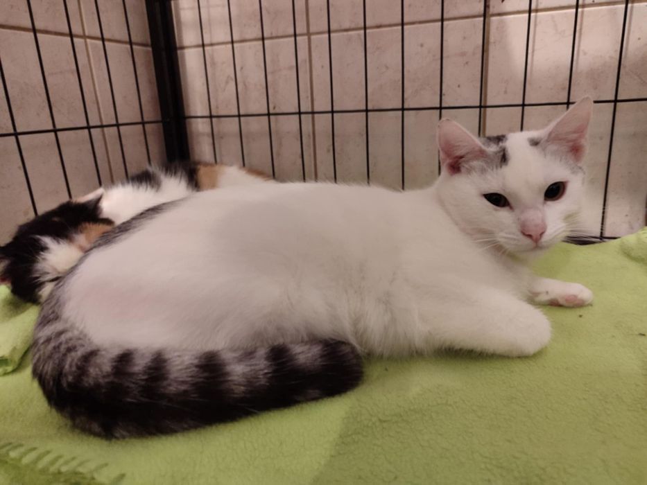 Kotka do adopcji