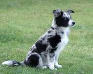 Border Collie suczka blue merle z niebieskim okiem, 13 tyg.
