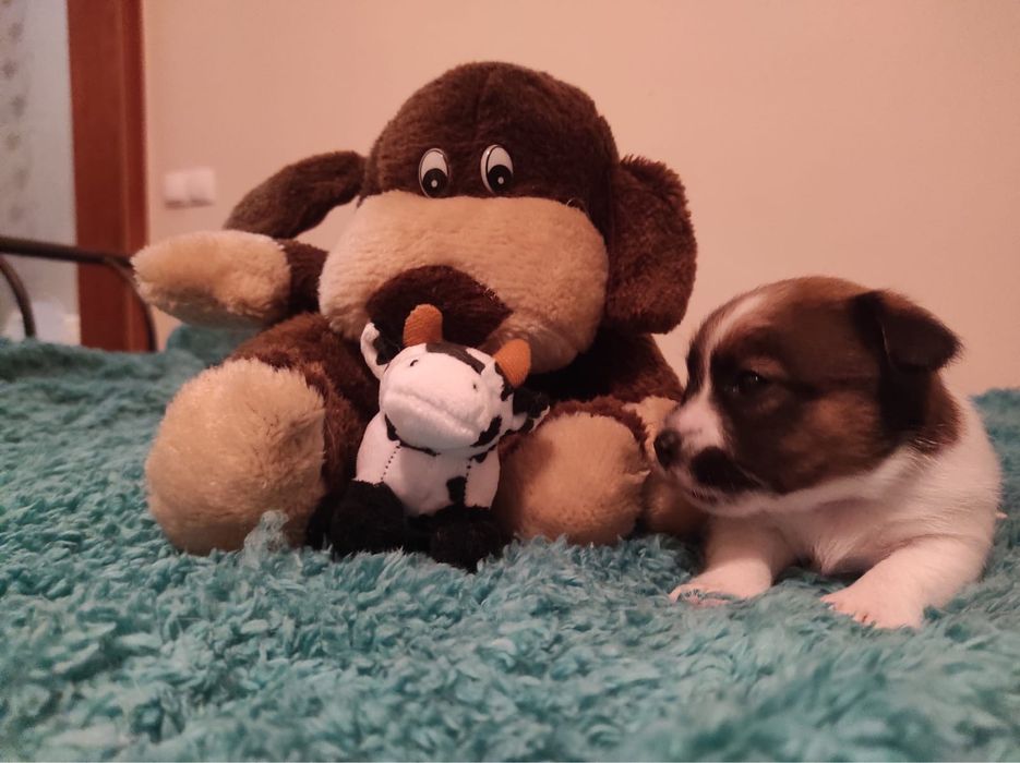 Jack Russell Terrier - Femea LOP
