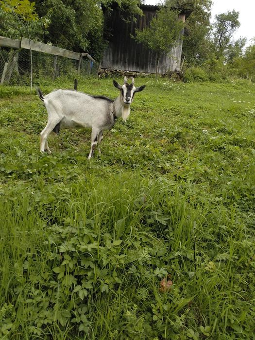 Продам добру козу