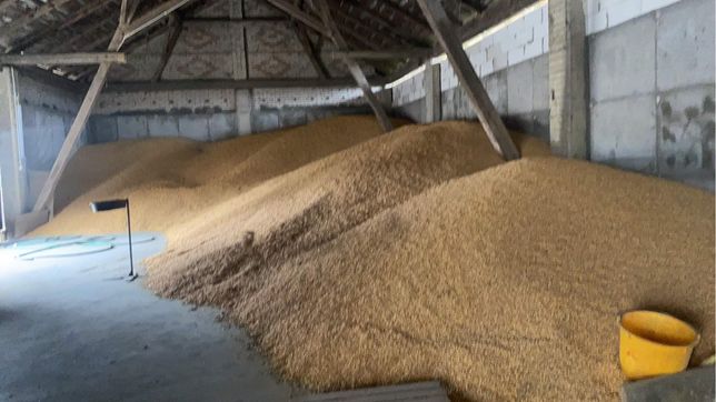 Kukurydza sucha z wlasnego gospodarstwa