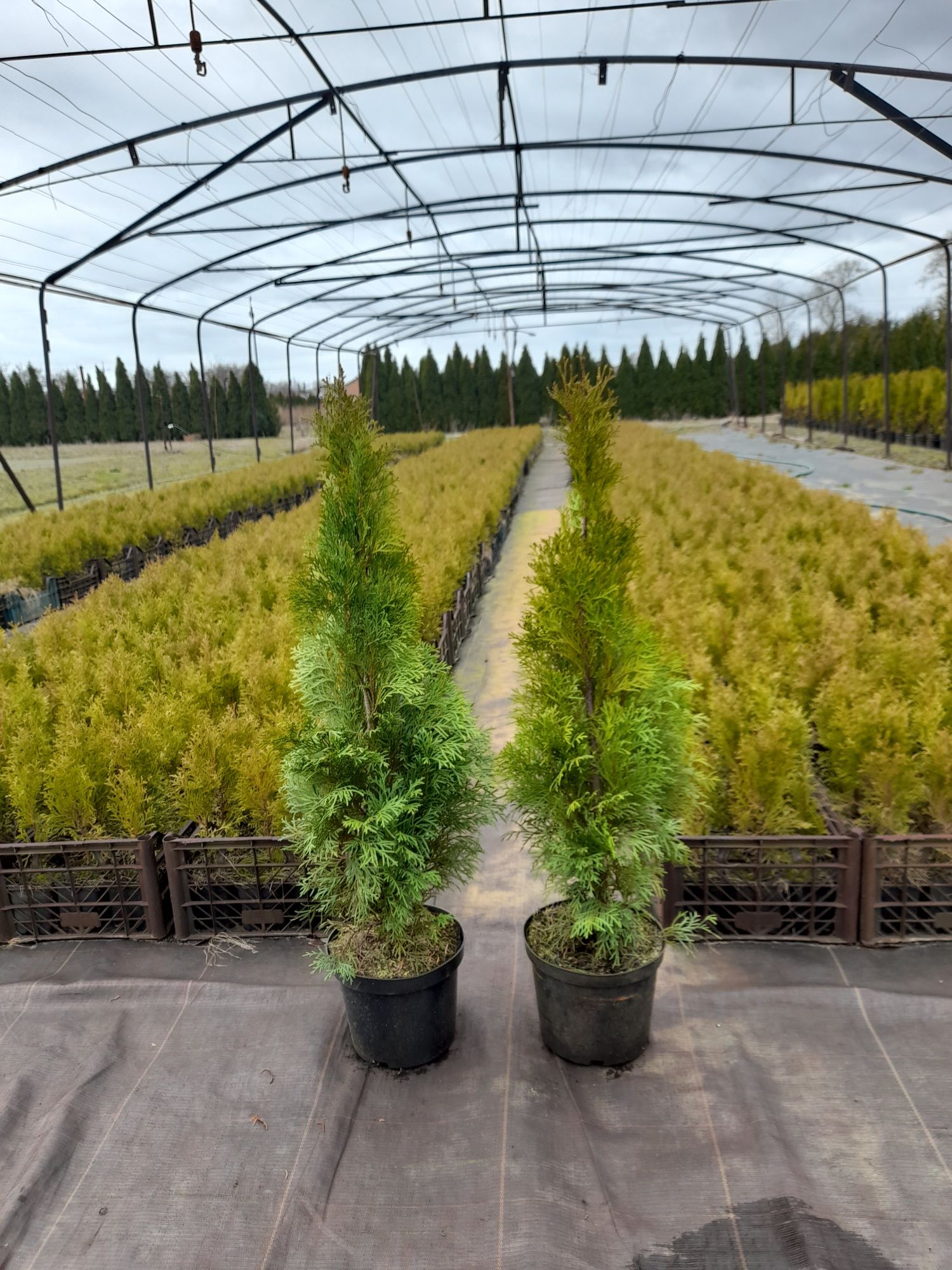 Tuja thuja szmaragd smaragd 80 CM PROMOCJA !