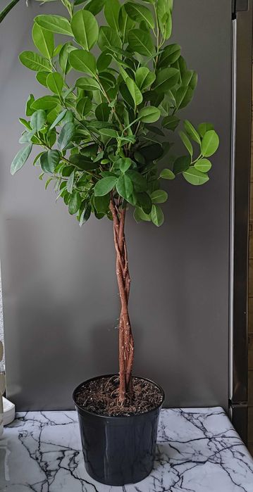 Кімнатна рослина Фікус Мокламе 95 см