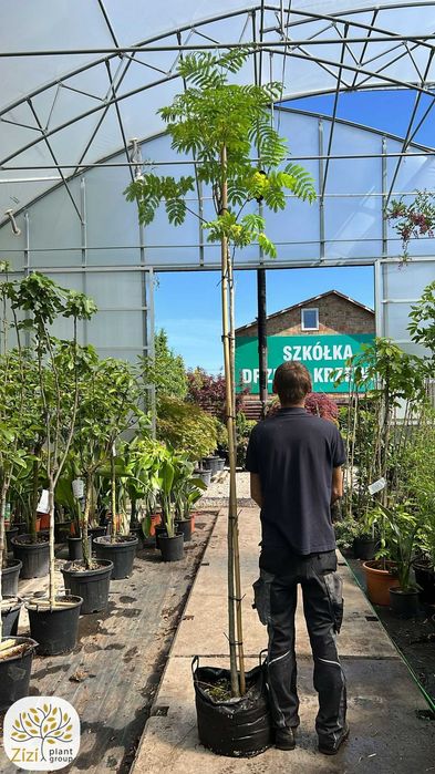 Albizia julibrissin, Albicja jedwabista, obwód 8-10cm, pień 200cm