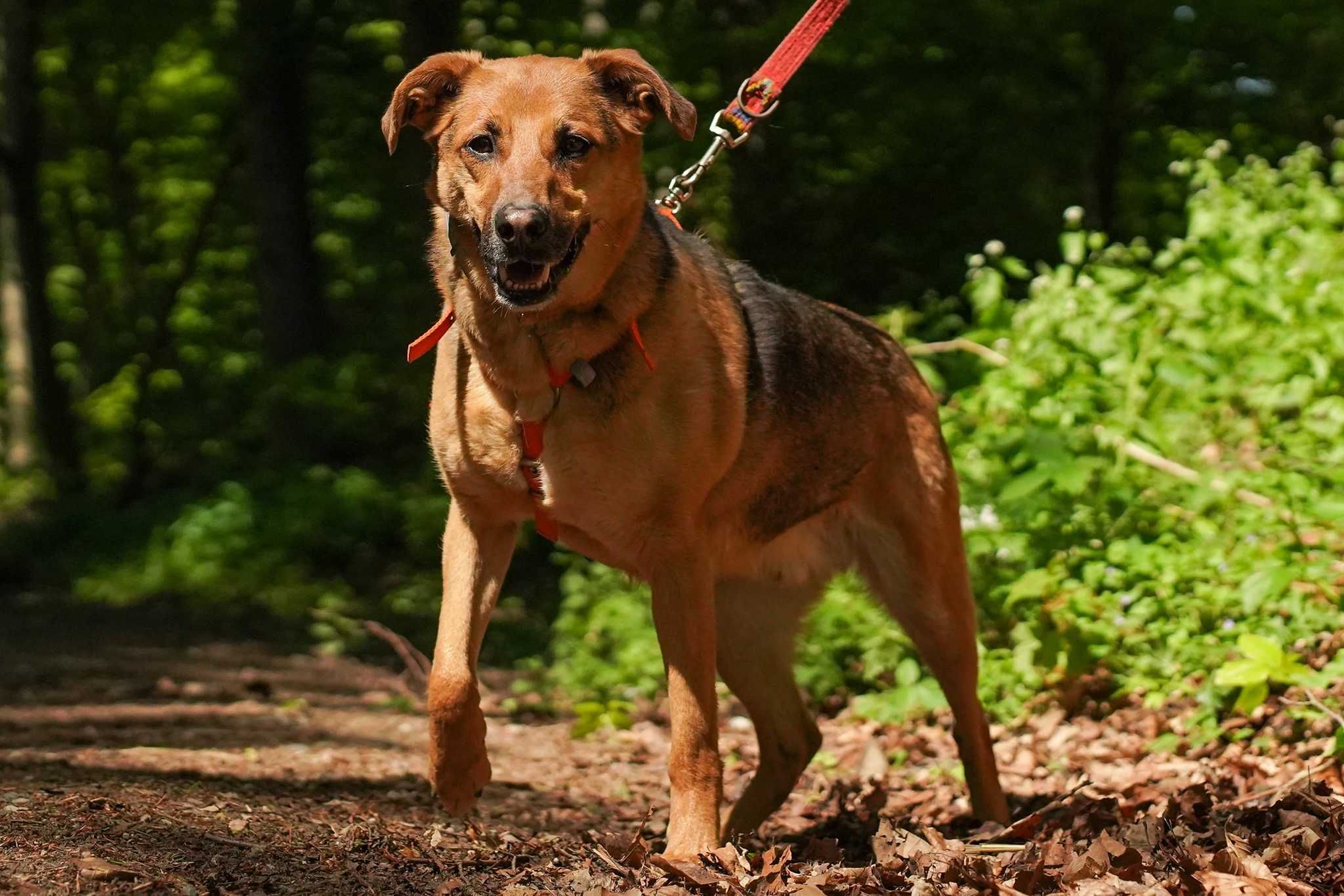 Gimer szuka doświadczonego domu! OTOZ Animals Schronisko Ciapkowo