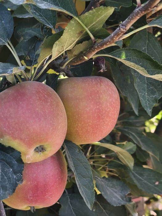 Smaczne jabłka gruszki śliwki  idealne na przetwory