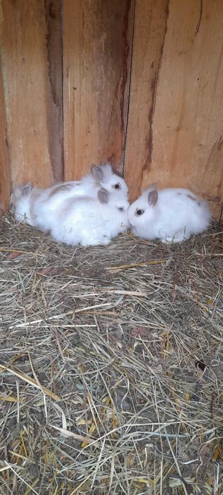 Królik miniaturka karzełek