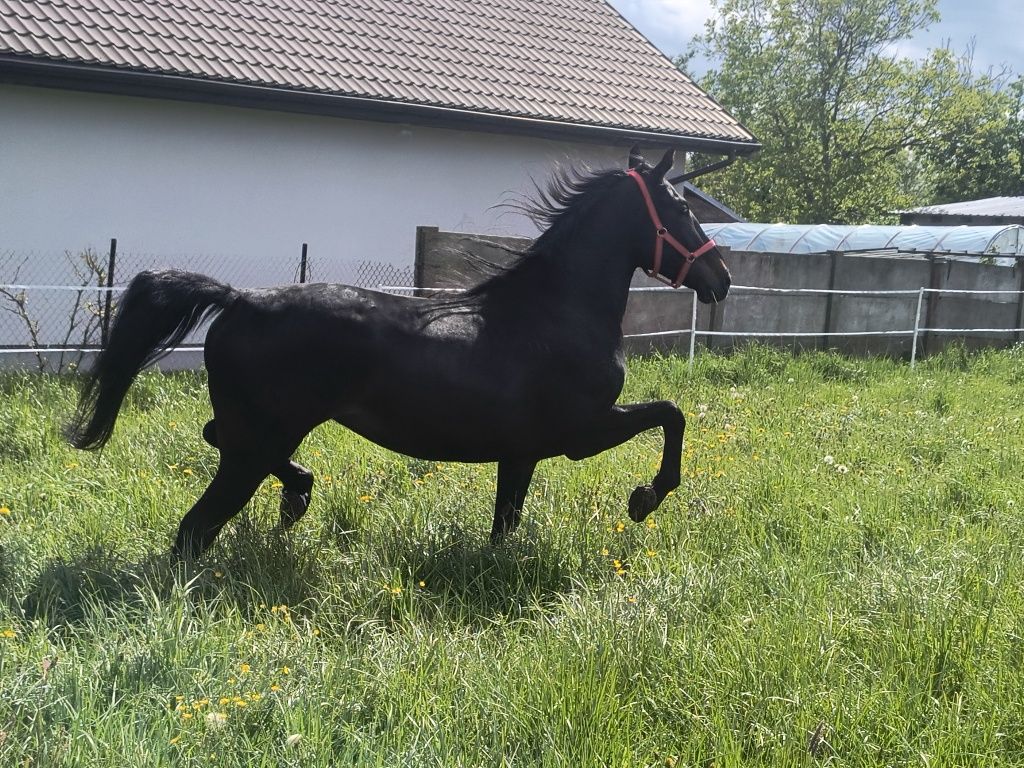 Sprzedam klacz skarogniada