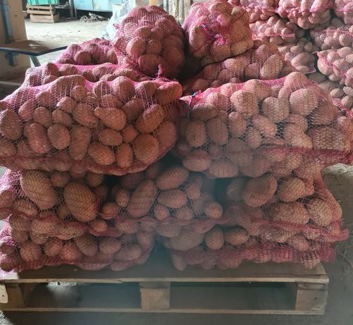 Ziemniaki jadalne czerwone Bellarosa, worek 15kg