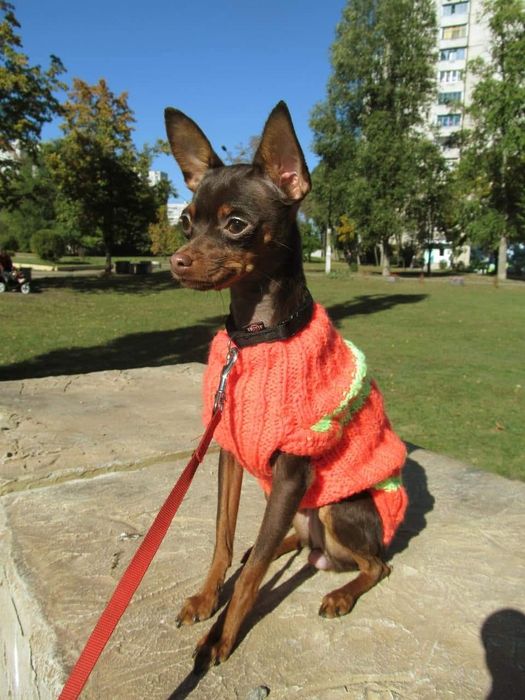 В'язка собак той-тер'єр