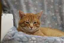 Kocur do adopcji