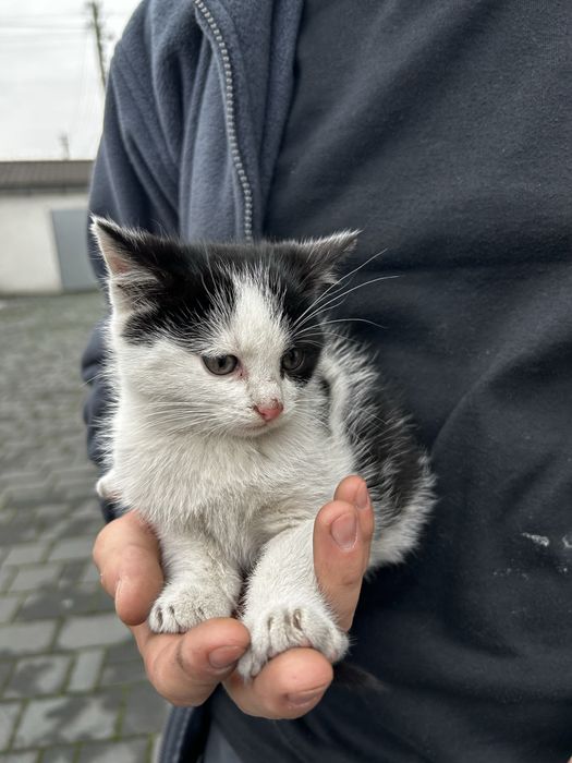 Oddam za darmo kotkę