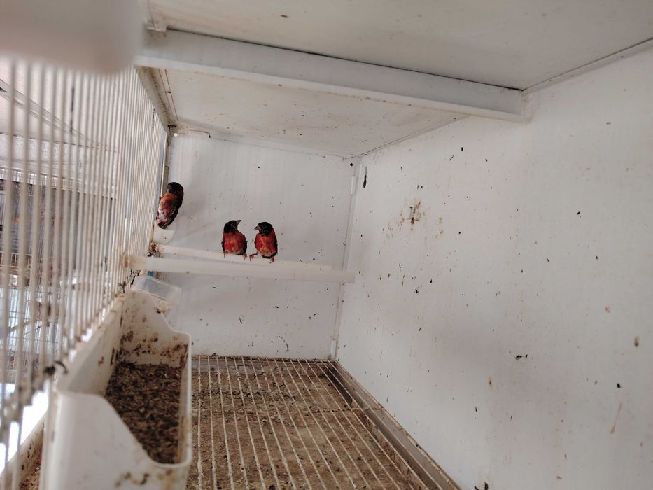 Cardinalitos machos 2025 e carpudacos de mutação