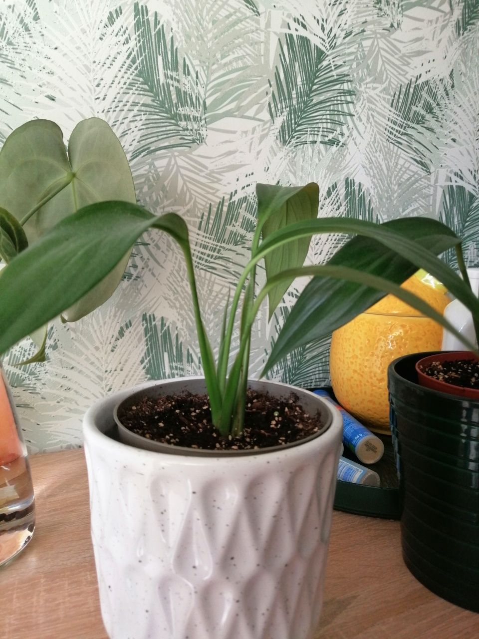 Epipremnum, filodendron, begonia i inne.