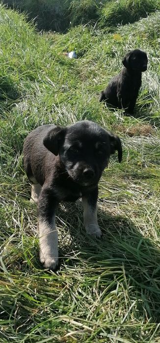 3 Szczeniaki i Suczka