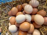 Продам домашние куриные яйца, привезу в район железнодорожного вокзала