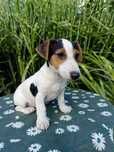 Wzorcowa suczka Jack Russell piękny exterrier rodzice FCI