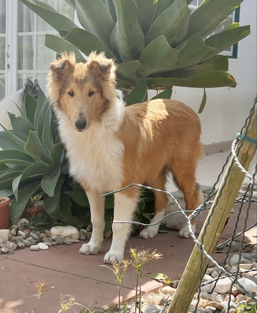 Rough collie macho fulvo testado ADN excelente qualidade