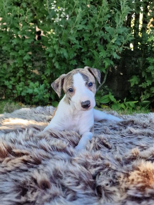 Whippet - Chart Angielski FCI / piesek