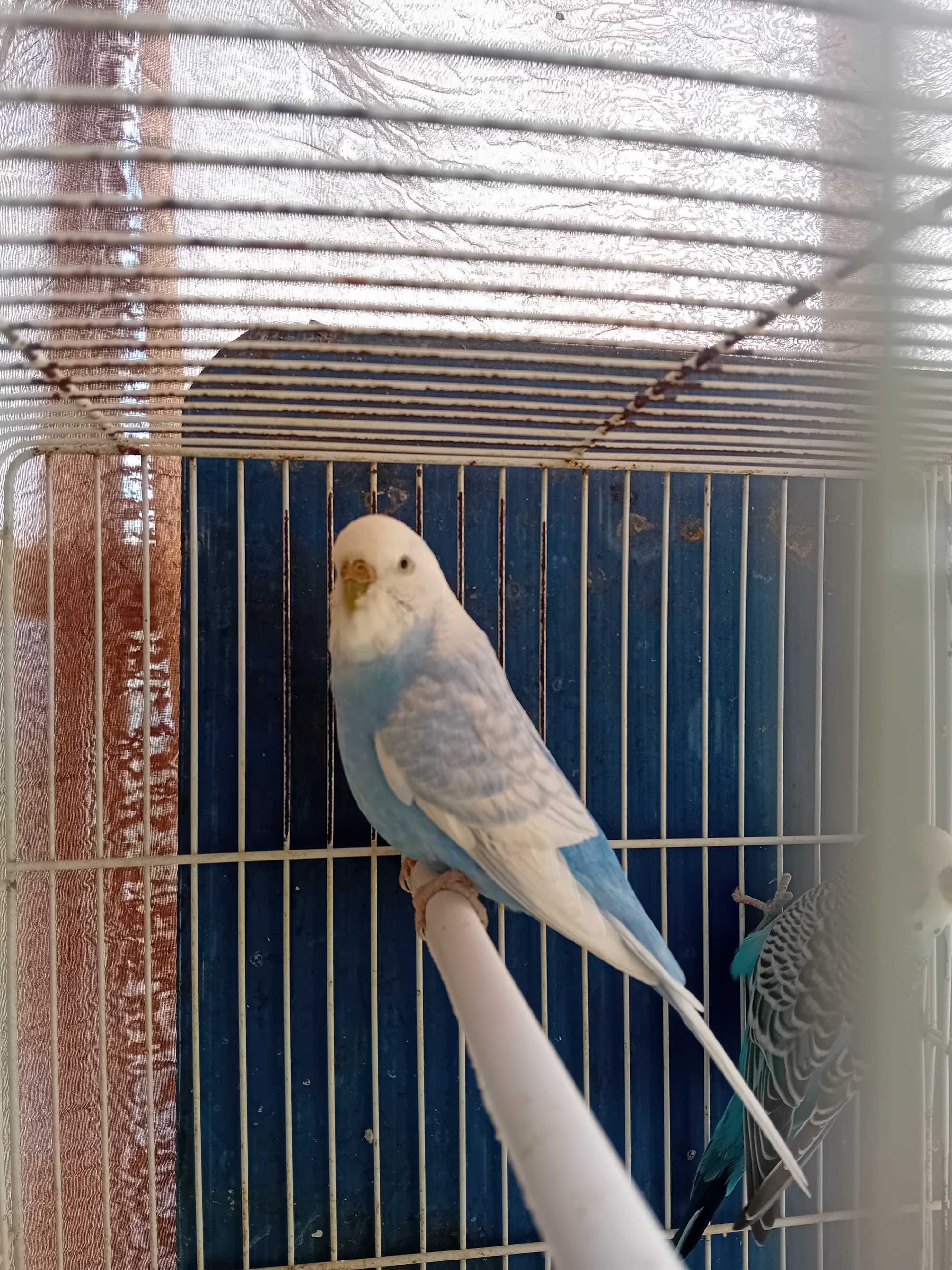 Aves de Bico Curvo (Ler Descrição)