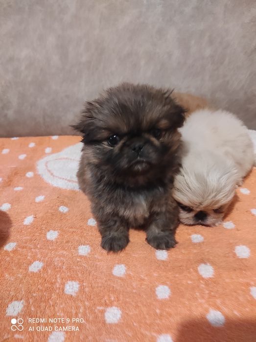 Продам маленьких пекінесиків чистокровні