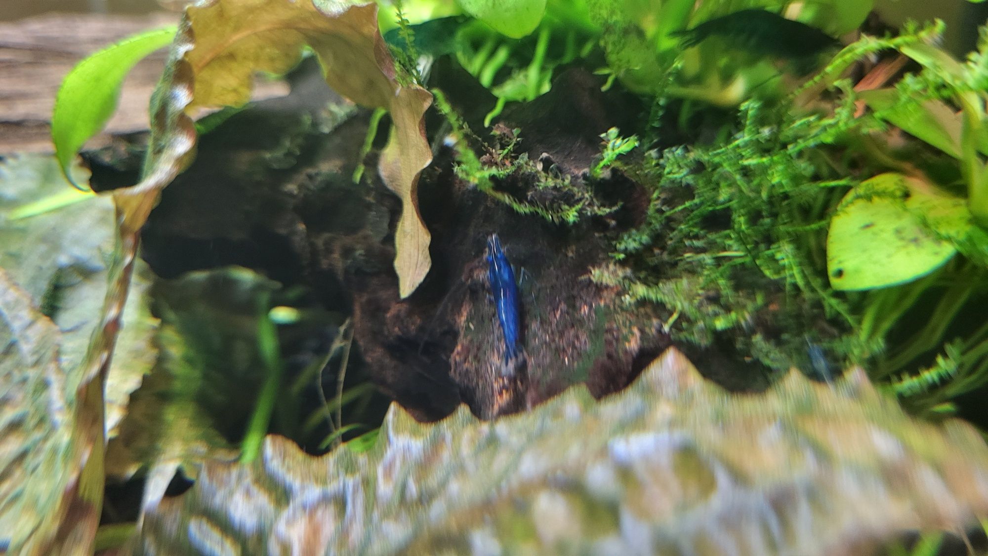 Krewetki Blue Velvet