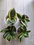 Sansevieria#Zestaw 4szt#Nadwyzka#Sprzedam#