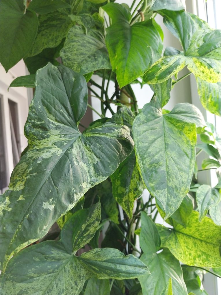 Syngonium Filodendron Scindapsus Epipremnum Hoya Monstera variegata sp