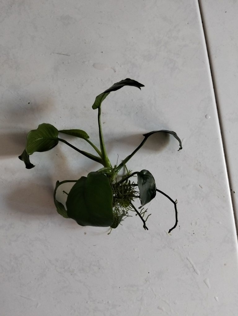 Anubia grandes e anubias nano