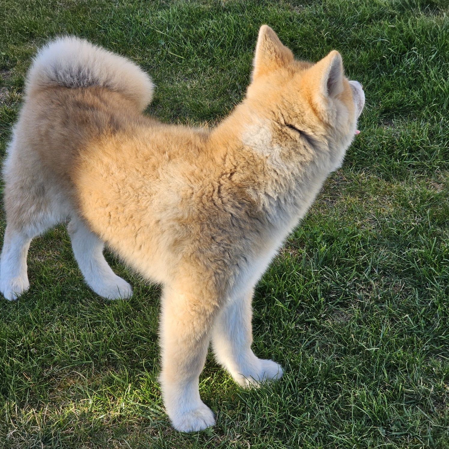 Akita Inu Czerwona