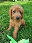 Mini Goldendoodle F1b gotowy do odbioru, badania genetyczne