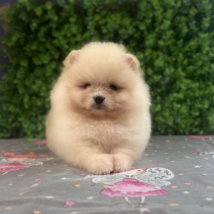 лялькова дівчинка тип ведмедика.