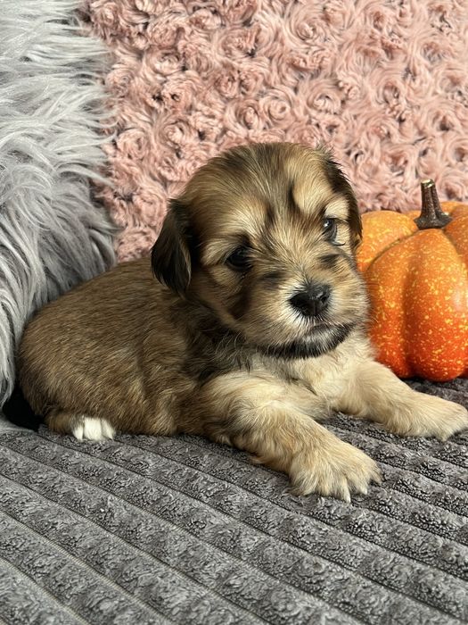 Hawanczyk piękny piesek!