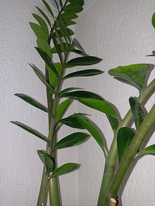 Duży zamiokulkas, 4 dojrzałe łodygi, 110cm, świeżo przesadzony