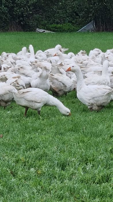 Gęsina tuszki z gospodarstwa