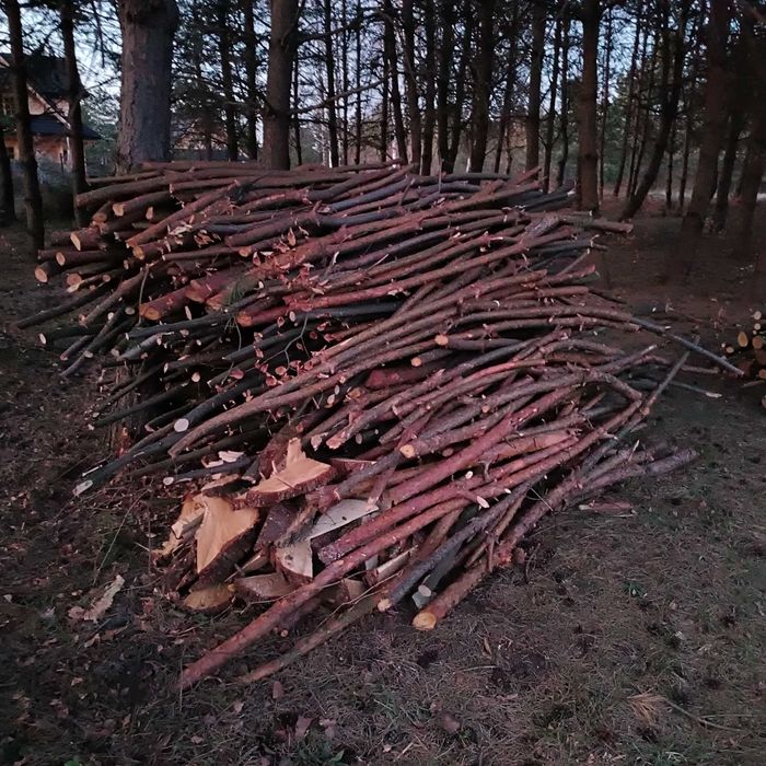 Drzewo na opał Sosna