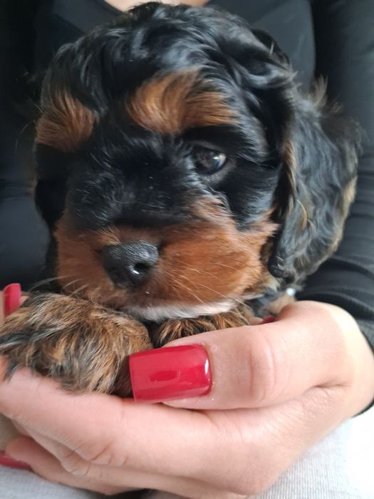 Cavapoo chłopczyk prześliczny  ! Jedyny taki cudny  !