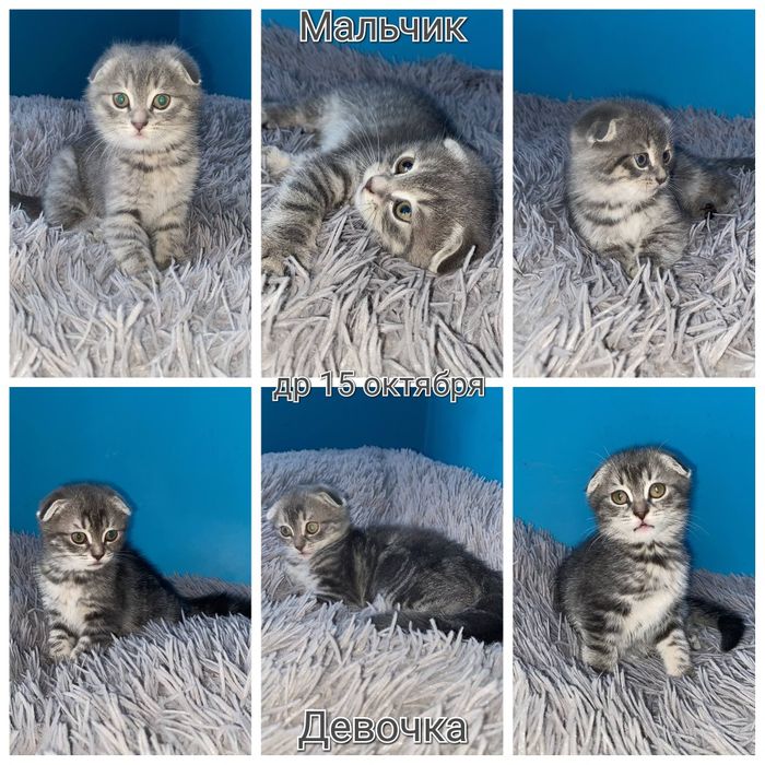 Отдам в добрые руки