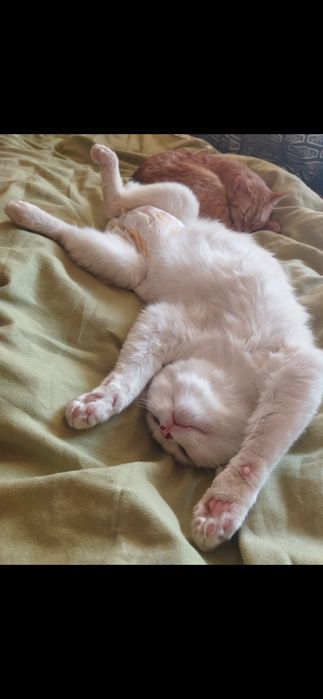 Приму в дар памперсы для котейки , 3 размера