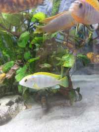 Labidochromis Permut